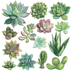 Succulent Plants Clipart Collection
