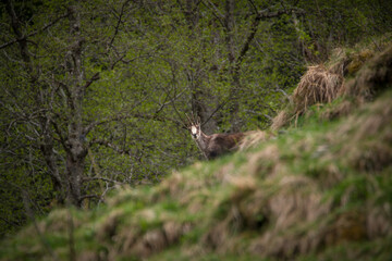 a adult chamois buck in change of coat, on the mountains in the hohen tauern national park in austria at a spring day