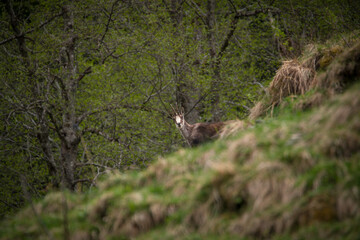 a adult chamois buck in change of coat, on the mountains in the hohen tauern national park in...