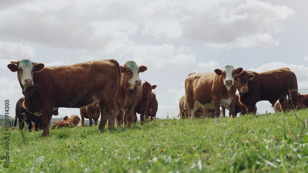 Wall mural agriculture, cattle and farm with cow herd on field for grazing on grass in meadow or pasture. beef,