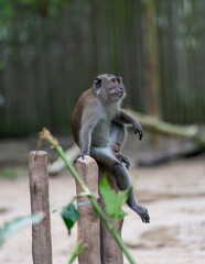 Monkey sitting on the ground