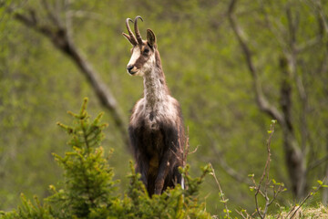 a adult chamois buck in change of coat, on the mountains in the hohen tauern national park in...