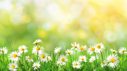 A field of white daisies with a bright green background. The daisies are scattered throughout the field, with some closer to the foreground and others further back. The bright green grass