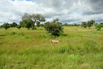 Lions roaming in Tanzania green savanah