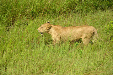 Lions roaming in Tanzania green savanah