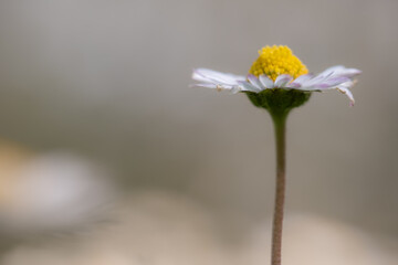 Single Daisy with Soft Blurred Background