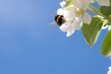 Bumblebee Pollinating White Spring Blossoms