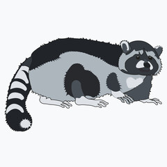 Funny, realistic raccoon with a striped tail, standing on four legs. Vector illustration.