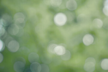 Obraz premium Sunny abstract green nature background, selective focus with space to copy. High quality photo
