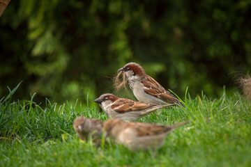 a house sparrow is collect dog hairs for the nest building at a spring day 