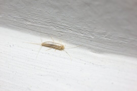 Silverfish (Lepisma saccharina) insect on white wall