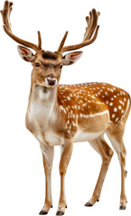 Fototapeta premium Spotted deer with antlers and white spots cut out on transparent background