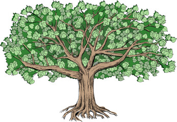Green tilia with a large green crown. Big hand drawn illustration  can be used like element of design and background. 