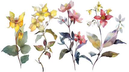 Set of early winter flowers Witch Hazel, Winter Jasmine, Hellebore, Snowdrop brave blooms in watercolor, isolated on transparent background