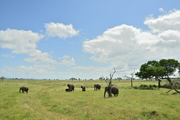 African elephant family roaming in green savanah