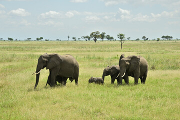 African elephant family roaming in green savanah