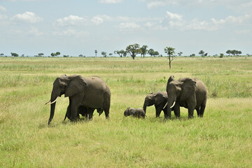 Fototapeta premium African elephant family roaming in green savanah