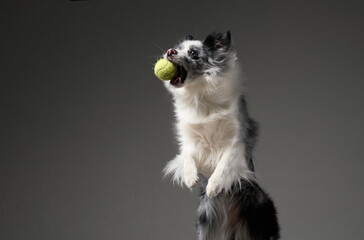 An exuberant Border Collie dog catches a tennis ball mid-air, grey background. This action-packed...