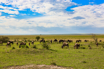 A herd of buffalo in the wilds of Africa, Kenya, Masai Mara, national park