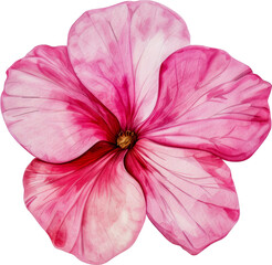 Pink hibiscus flower cut out on transparent background