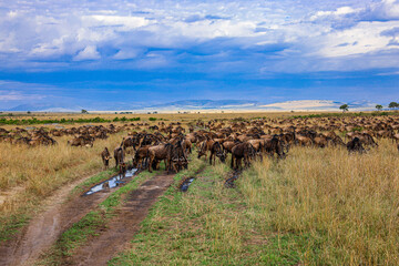 A herd of buffalo in the wilds of Africa, Kenya, Masai Mara, national park