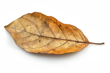 a leaf that is laying on a white surface