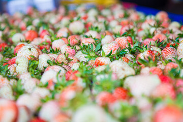 Fresh strawberry fruit harvest from mountain farm