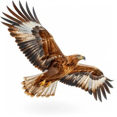 a large bird of prey flying in the air