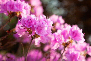 View of the azalea flowers