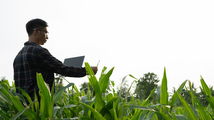 Agricultural farmer uses tablet computer in corn field. Male worker in corn farm using modern...