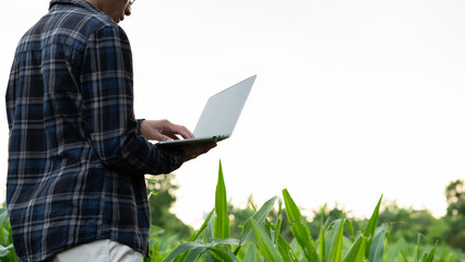 Agricultural farmer uses tablet computer in corn field. Male worker in corn farm using modern...
