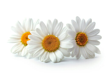 three white flowers are sitting on a white surface - Powered by Adobe