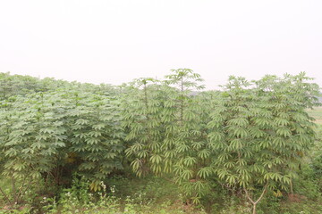 cassava plant on farm for harvest