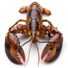 a large lobster with long claws on a white surface