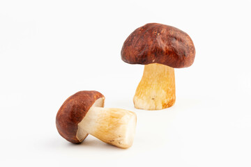Bay bolete. Edible mushrooms (Boletus badius) isolated on white background with clipping path. Package design element. Wild forest mushrooms