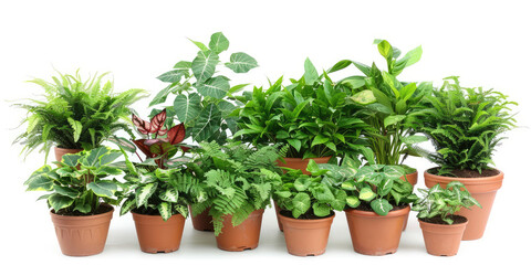 Assortment of potted plants of different sizes and shapes. Different types of home plants background.