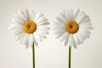 Naklejka premium two white flowers with yellow centers in a vase