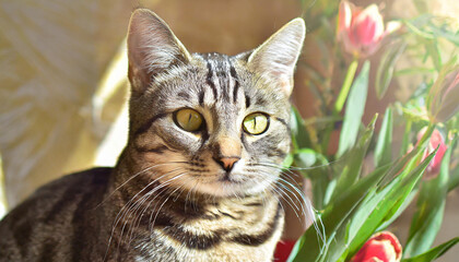 Portrait of a beautiful gray striped cat close up