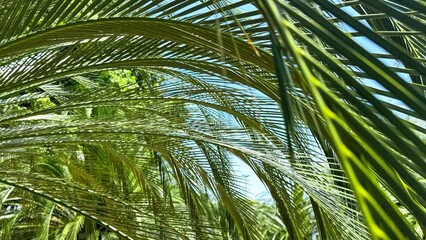 Sunlight filters through layers of lush green palm fronds, creating tranquil and refreshing...