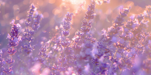 Lavender flowers close up