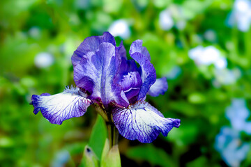 Dwarf iris flowering in the home garden.