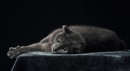 A grey cat with piercing yellow eyes reclines on a dark surface, blending into the shadowy studio...