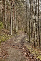 Forest walking route