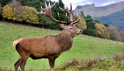 Portrait of majestic red deer stag in Autumn Fall