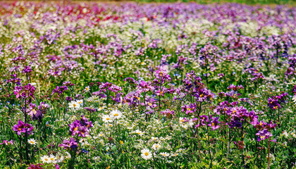 Vintage landscape nature background of beautiful cosmos flower field on sky with sunlight in spring. vintage color tone filter effect
