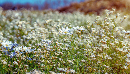 Vintage landscape nature background of beautiful cosmos flower field on sky with sunlight in spring. vintage color tone filter effect