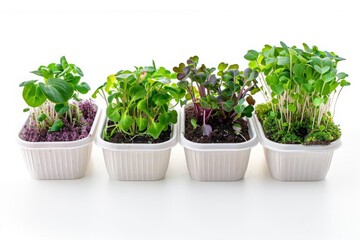  Collection of assorted microgreens in white rectangular planters on a bright background. Studio shot highlighting indoor horticulture. Home gardening and clean eating concept.Generative AI