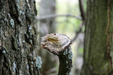 Obraz premium Close up of a dead tree trunk in the forest, selective focus