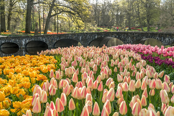 Jardin botanique aux tulipes de Keukenhof , à Lisse aux Pays-Bas	