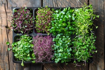 Assorted microgreens in black trays on aged wooden surface. Top view flat lay with natural textures. Sustainable living and clean eating concept. Generative AI